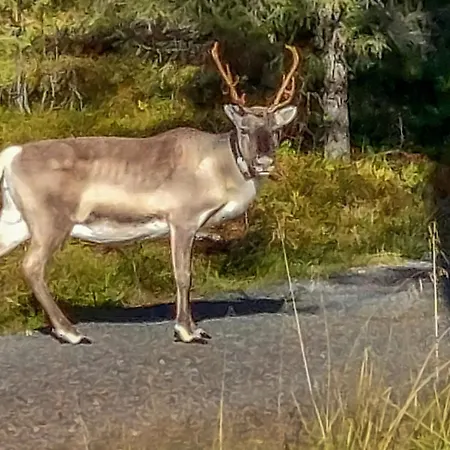 Karhunkelo By Interhome Σπίτι διακοπών *